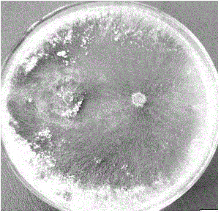 Trichoderma harzianum and applications thereof in preventing and controlling turfgrass brown patch disease