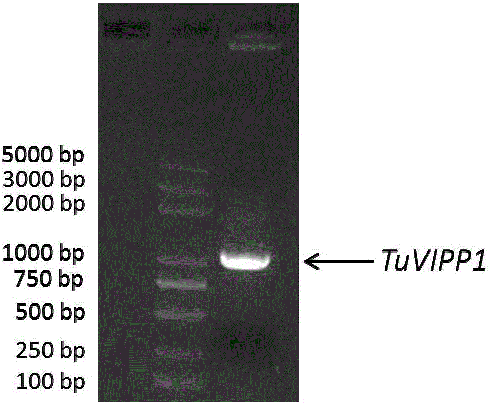 TuVIPP1 protein and encoding gene and application of TuVIPP1 protein