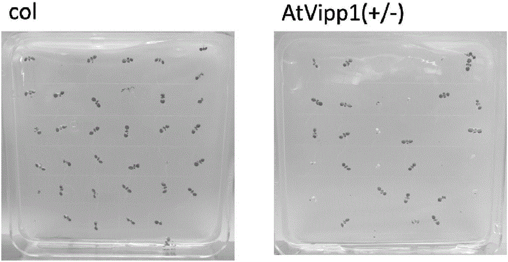 TuVIPP1 protein and encoding gene and application of TuVIPP1 protein