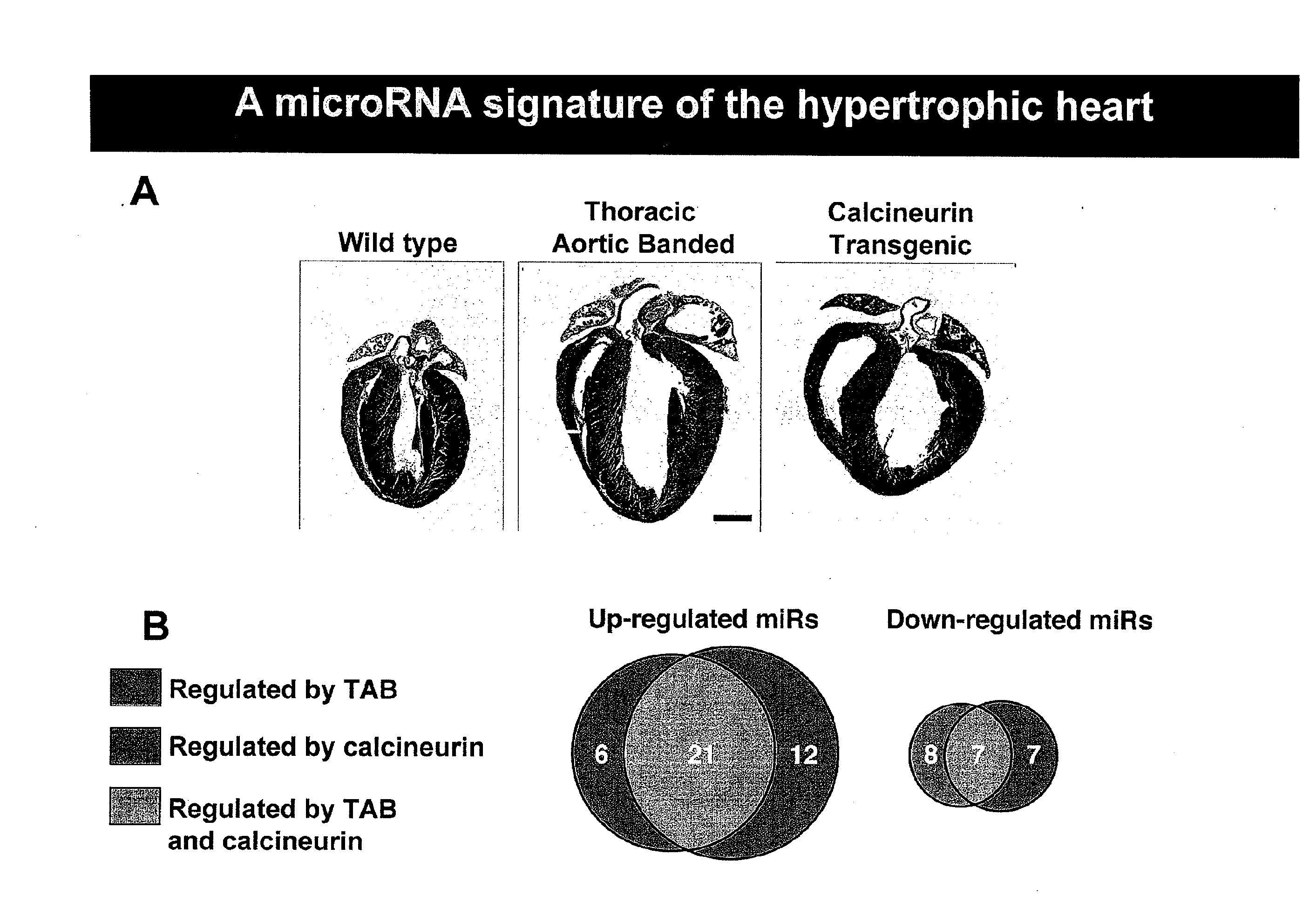 Micro-rnas of the mir-15 family modulate cardiomyocyte survival and cardiac repair
