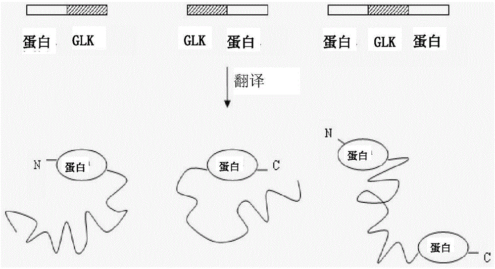 Use of gelatin-like units