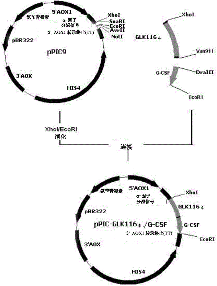 Use of gelatin-like units