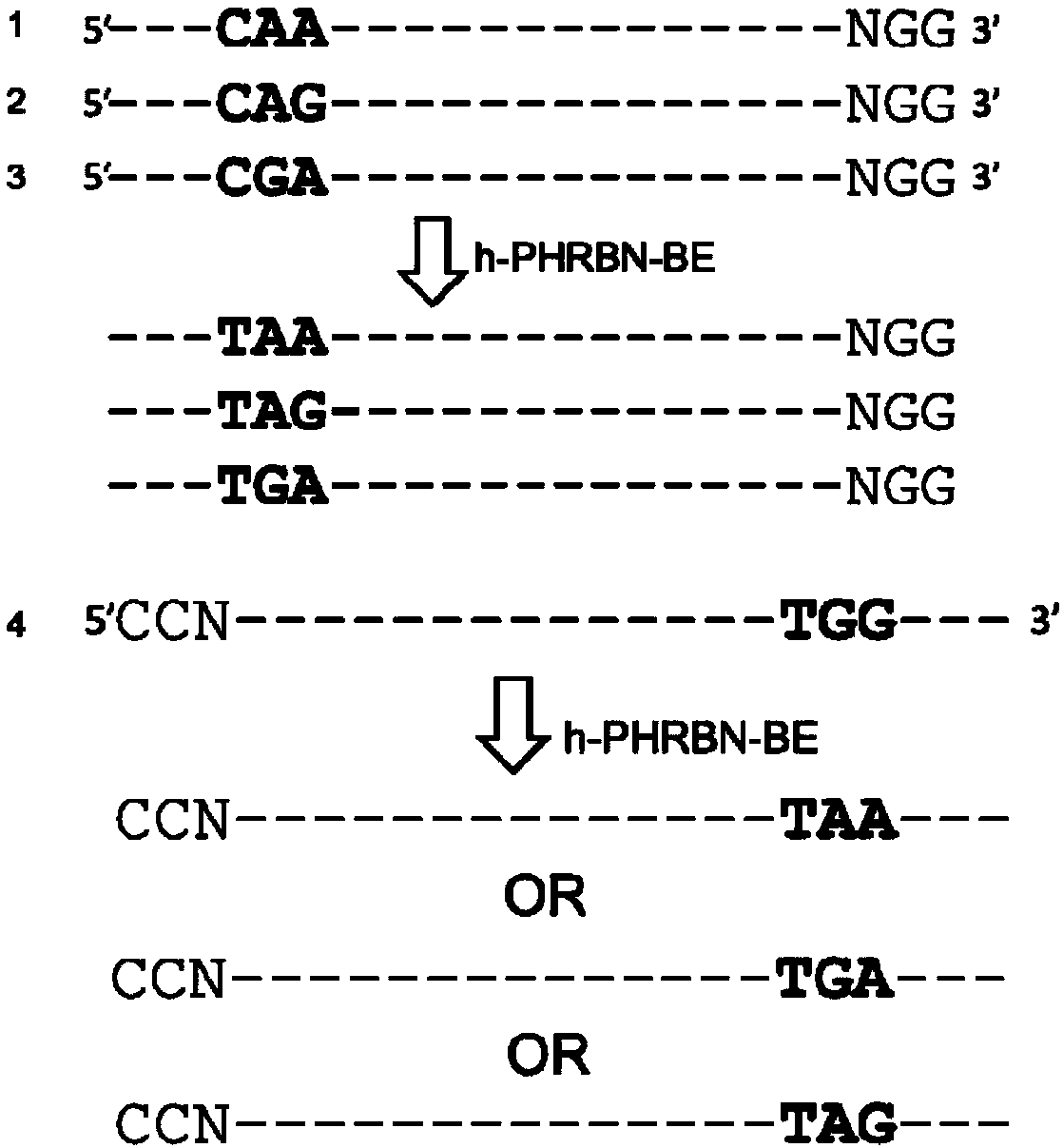 Method for achieving gene knockout by utilizing base editing technique and application thereof