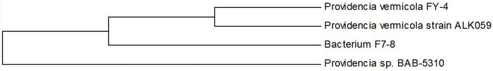 Providencia vermicola strain, enzyme preparation and application of enzyme preparation in degradation of pesticide residues