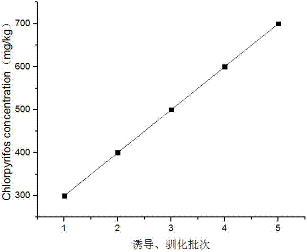 Providencia vermicola strain, enzyme preparation and application of enzyme preparation in degradation of pesticide residues