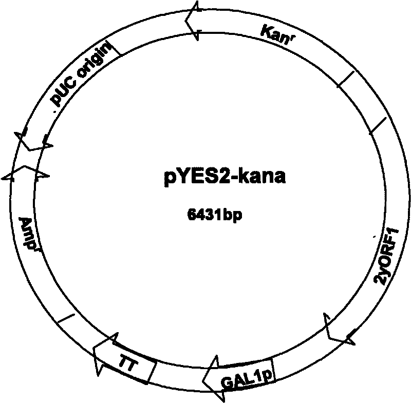 Construction method of plasmid taking yeast G418 as selective marker