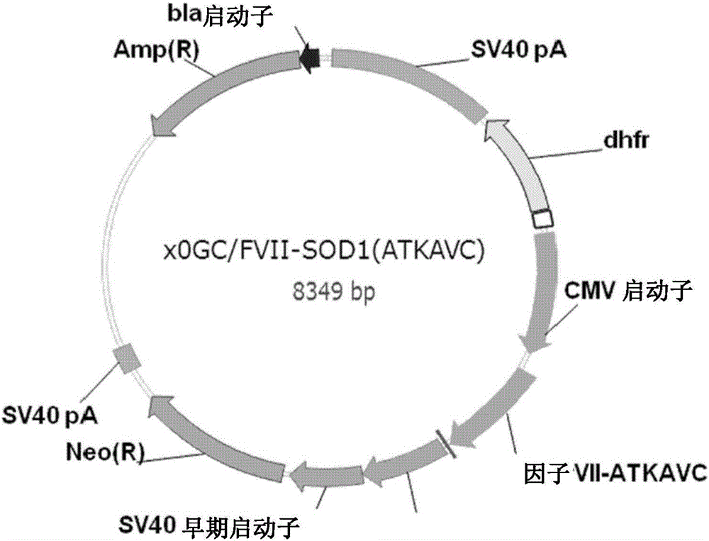 Method for mass producing human blood coagulation factor vii derivative