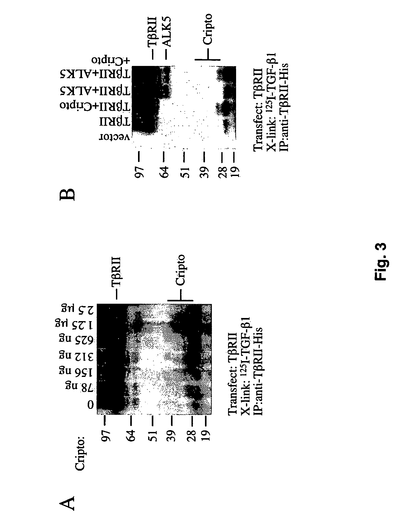 Cripto antagonism of activin and TGF-b signaling