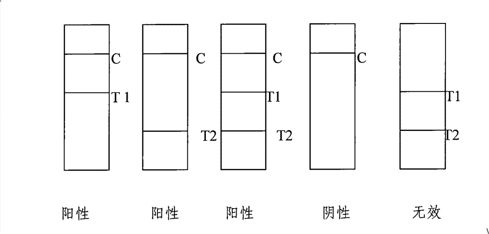 Test paper strip for detecting clostridium difficile toxin A and toxin B colloidal gold, method for making same