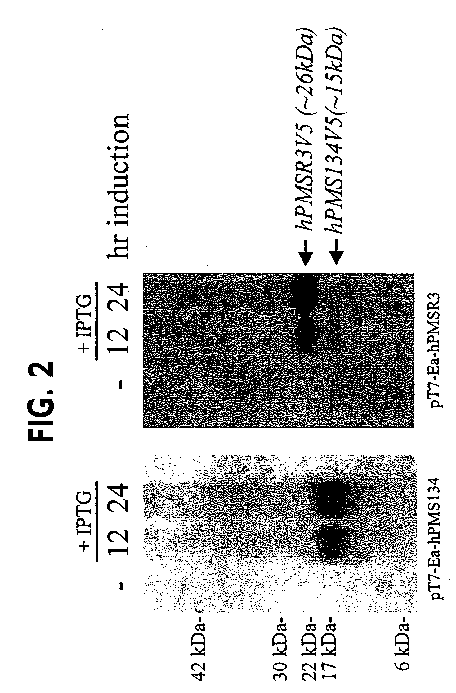 Methods for generating hypermutable microbes