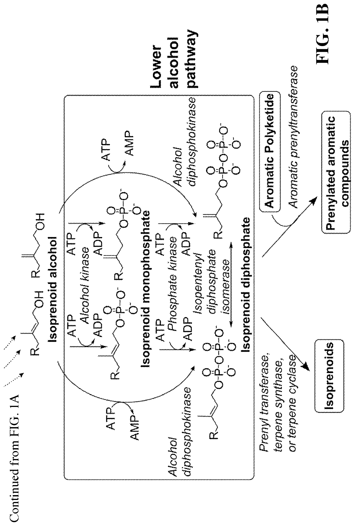 Microbial synthesis of isoprenoid precursors, isoprenoids and derivatives including prenylated aromatic compounds