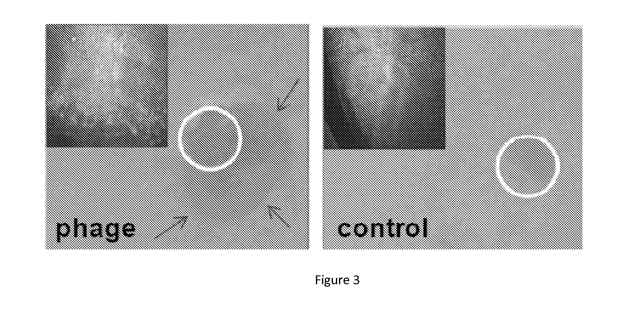 Controlled covalent attachment of bioactive bacteriophage for regulating biofilm development