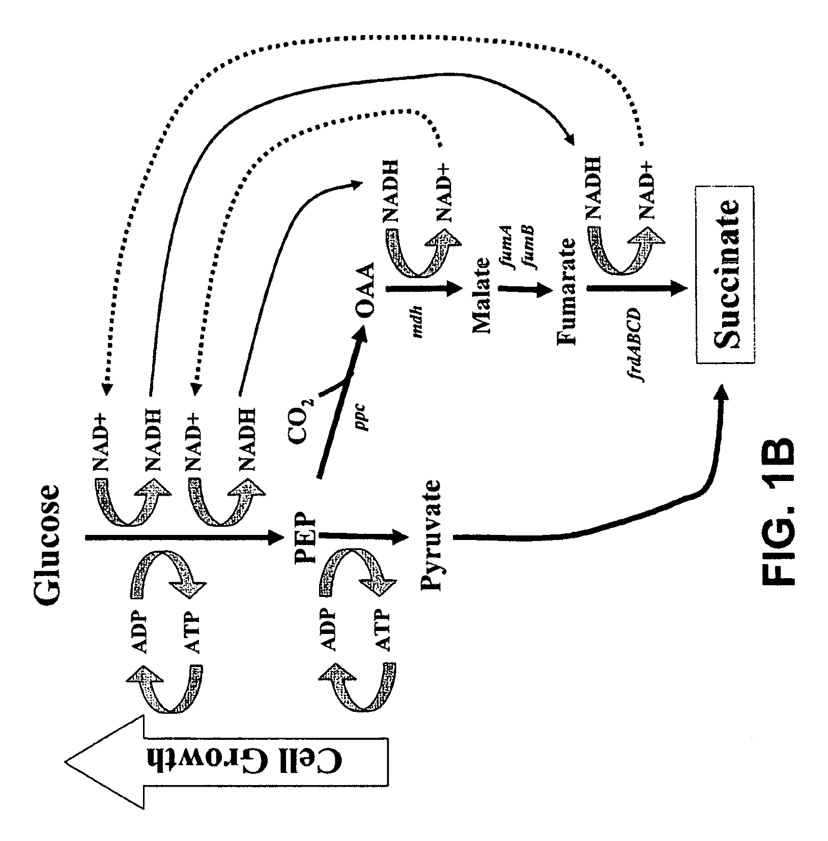 Materials and Methods for Efficient Succinate and Malate Production