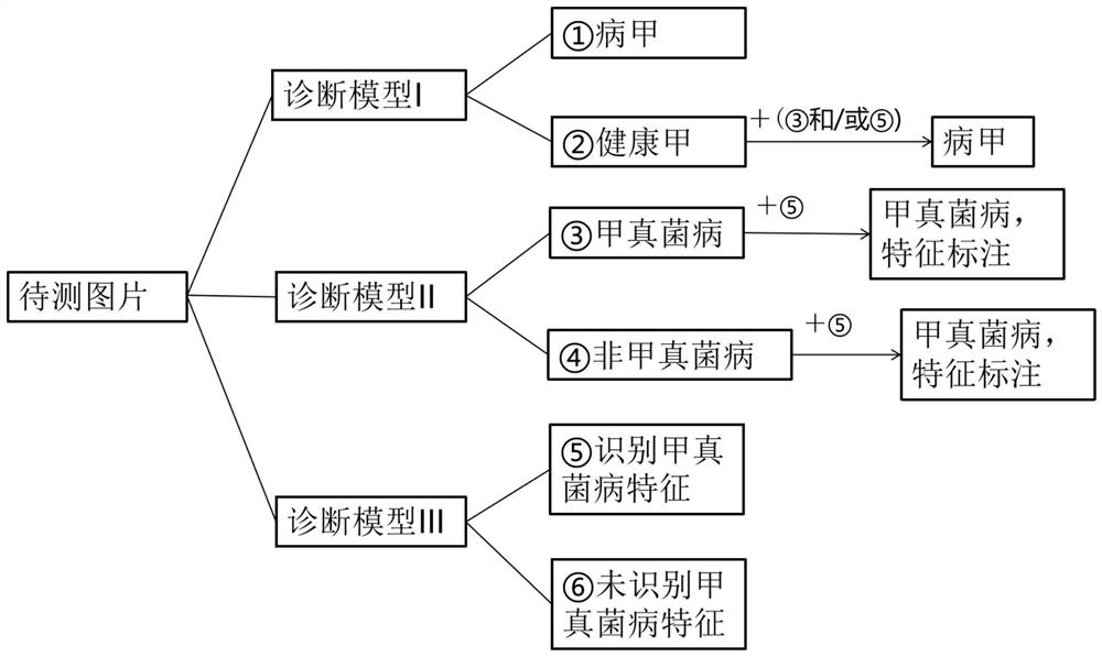 Construction method of onychomycosis diagnosis model, diagnosis model and diagnosis device