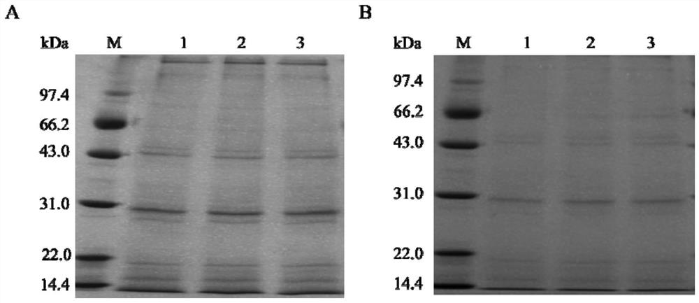 Preparation method and anti-tumor application of sea anemone polypeptide toxin