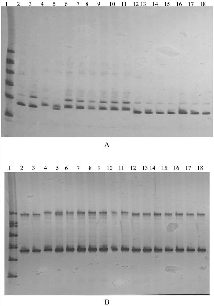 Abnormal Cotton Chromosomal Fragments and Their Molecular Markers That Can Improve Cotton Fiber Strength