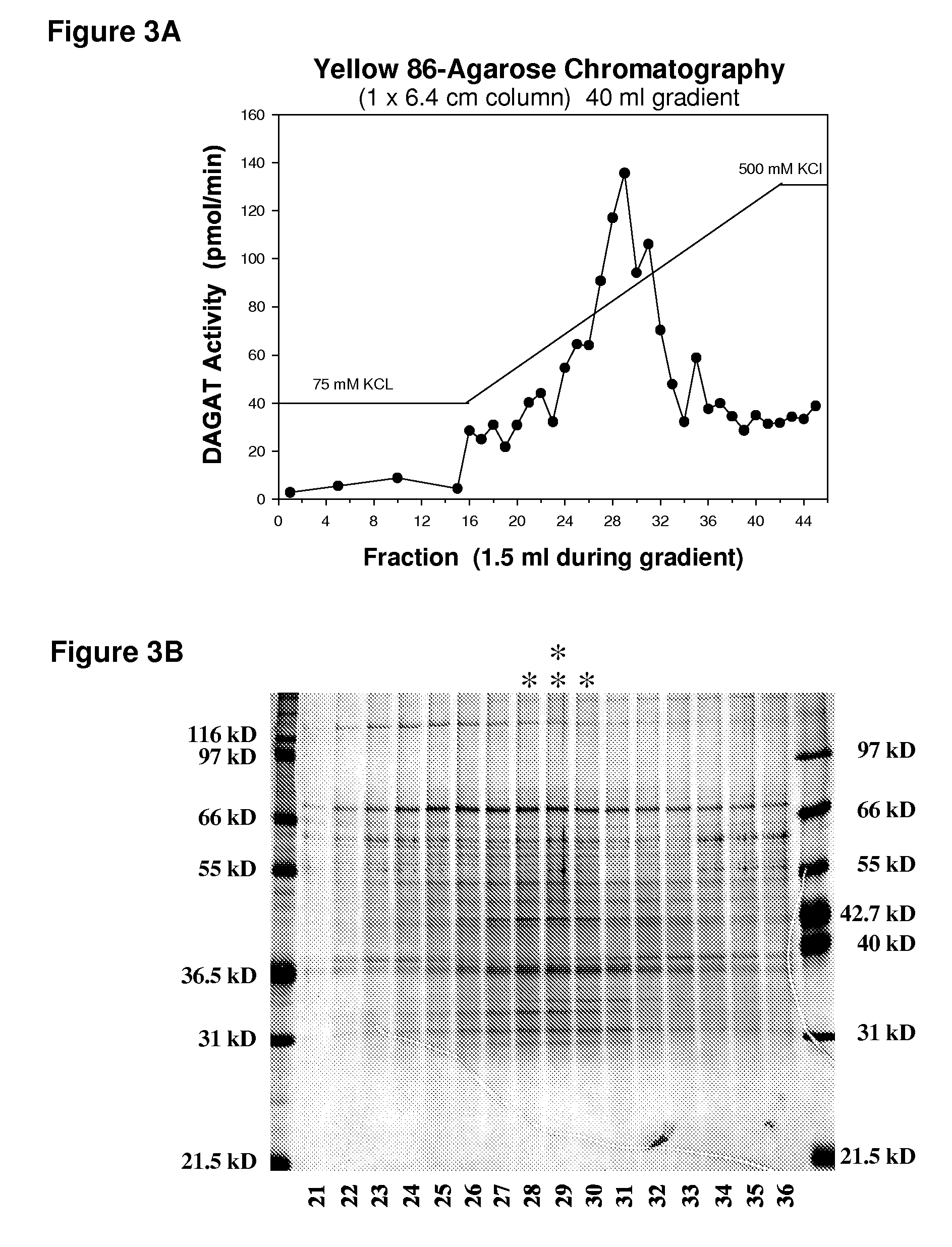 Diacylglycerol acyl transferase proteins