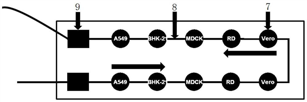 Micro-fluidic cell chip and virus isolated culture method based on same