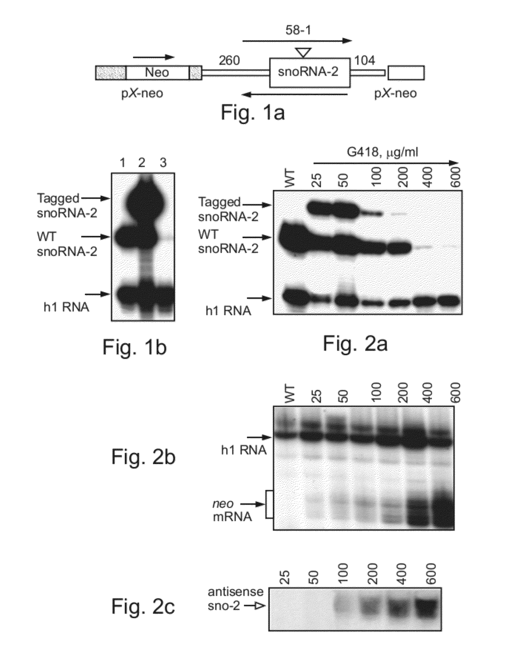 SnoRNAi-small nucleolar RNA degradation by RNA interference in trypanosomatids