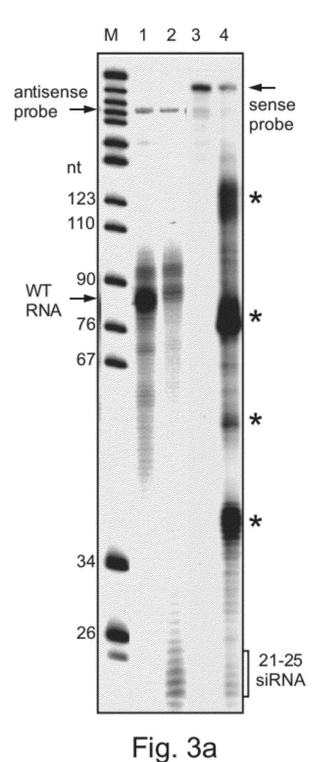 SnoRNAi-small nucleolar RNA degradation by RNA interference in trypanosomatids