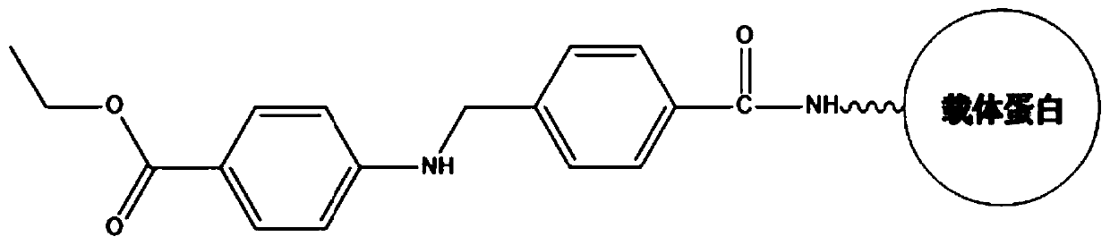 Benzocaine hapten, artificial antigen and antibody, and preparation and application thereof