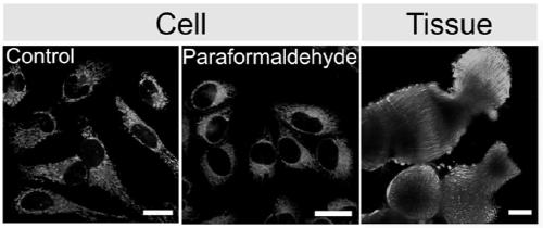 Non-reactive mitochondrial tracking fluorescent probe IVPI-12 and applications thereof