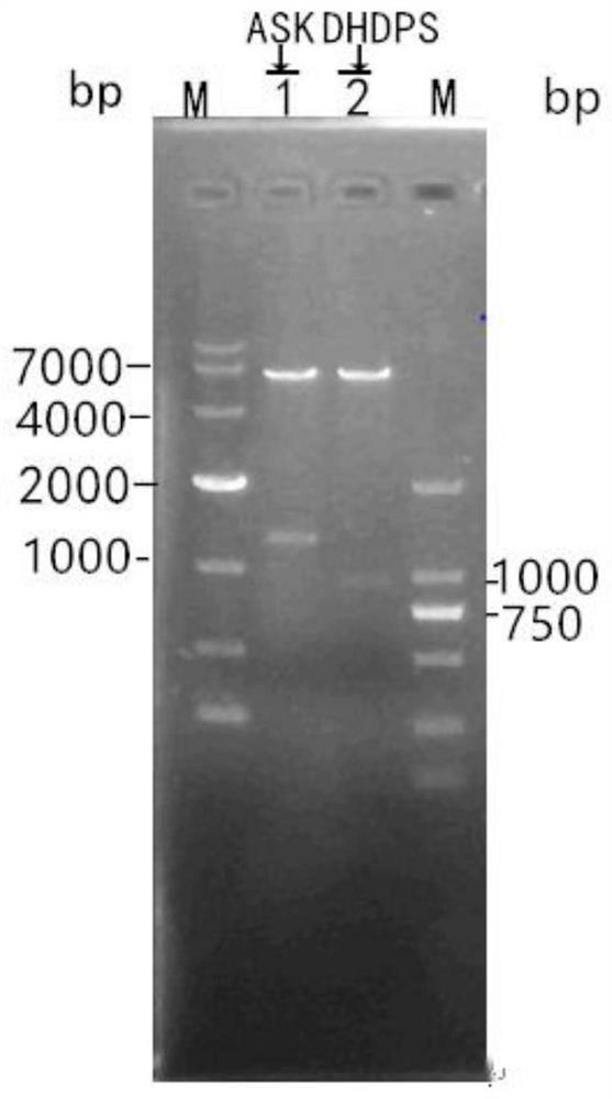 Gene engineering high-yield strain streptomyces diastatochromogenes, method for increasing yield of epsilon-polylysine and application of streptomyces diastatochromogenes