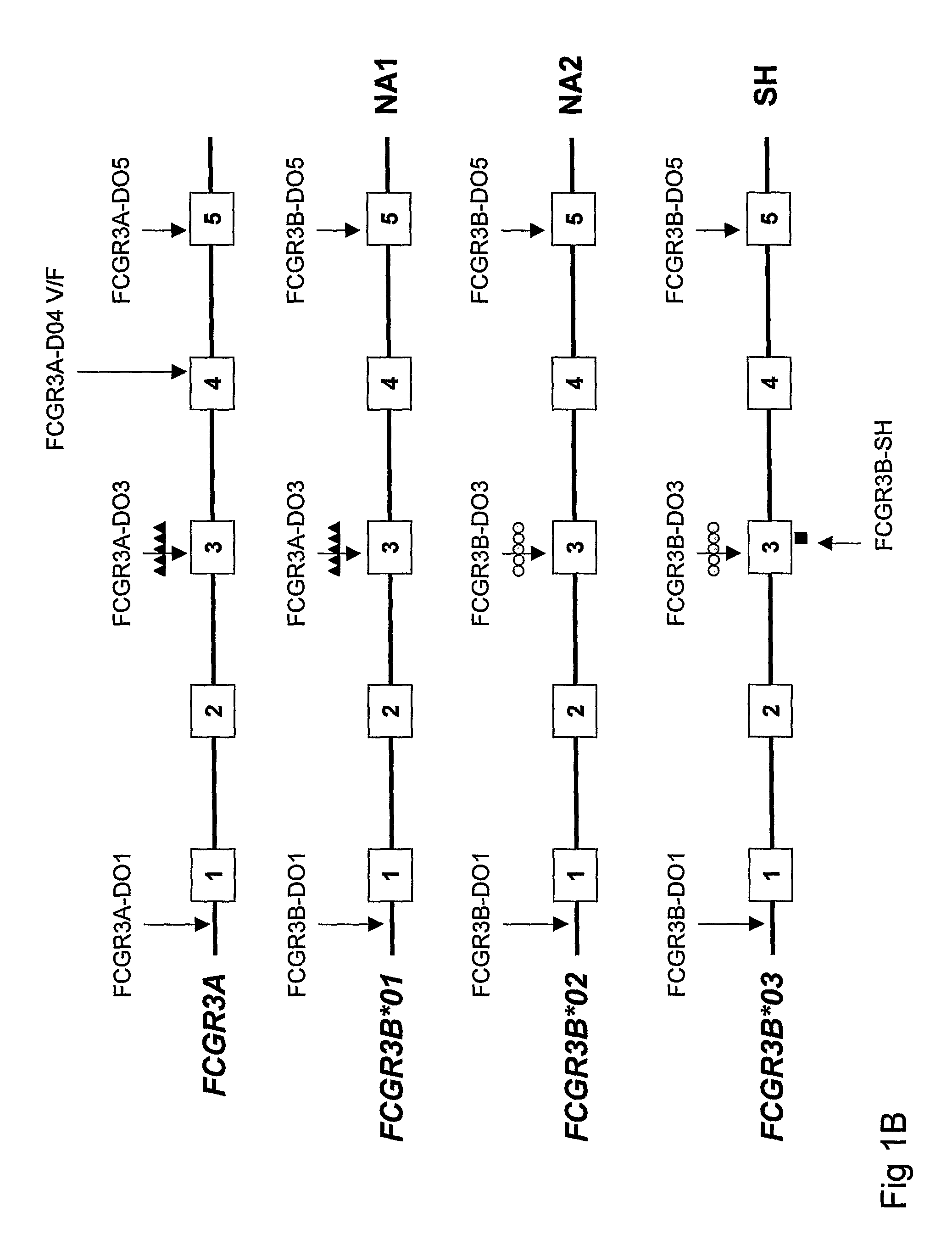 Diagnostic methods involving determining gene copy numbers and SNPs in the FcyRII/FcyRIII gene cluster, and probes for use in such methods to detect susceptibility to and treatment efficacy in autoimmune diseases