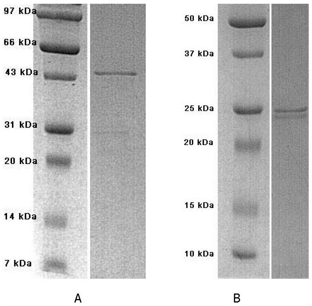 Preparation method of novel PD1 FAB monoclonal antibody in DG44 expression system