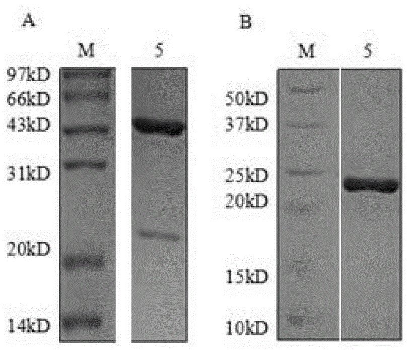 Preparation method of novel PD1 FAB monoclonal antibody in DG44 expression system