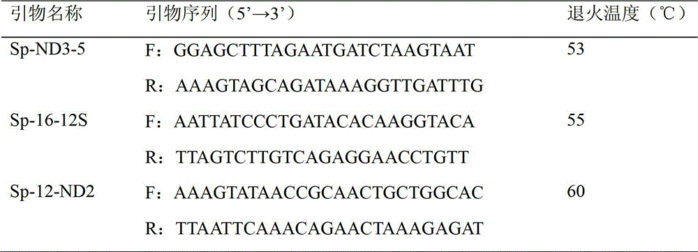 Whole genome DNA of scylla paramamosain mitochondria and testing method
