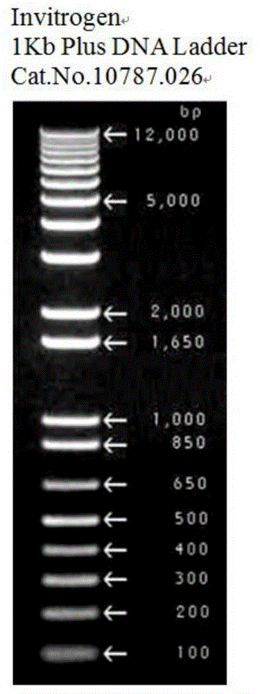 Atriplex canescens glycogen synthetase kinase 3 gene clone and its application