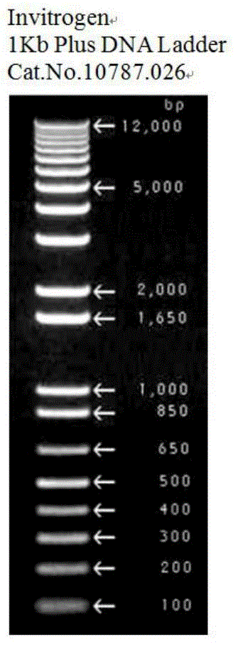 Atriplex canescens glycogen synthetase kinase 3 gene clone and its application