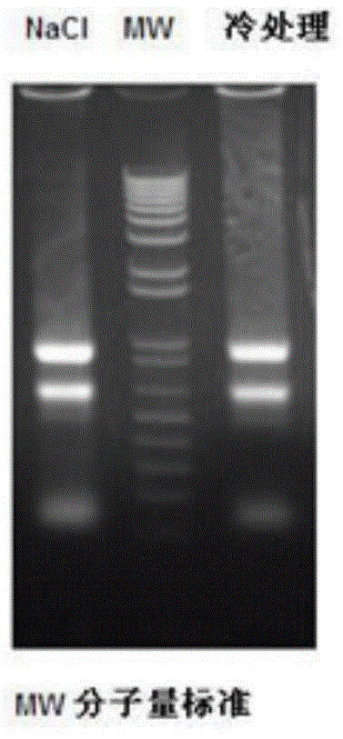 Atriplex canescens glycogen synthetase kinase 3 gene clone and its application