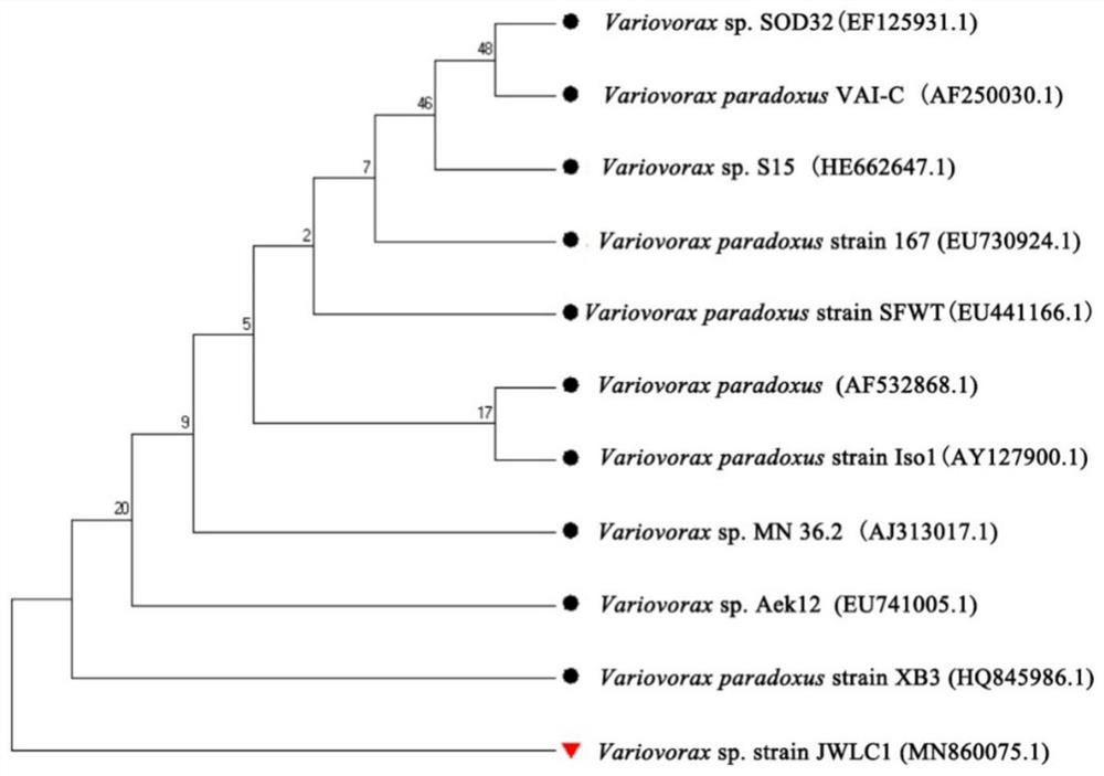 Preparation and Application of a Bacteria-Enzyme Composite Preparation for Petroleum Hydrocarbon Degradation