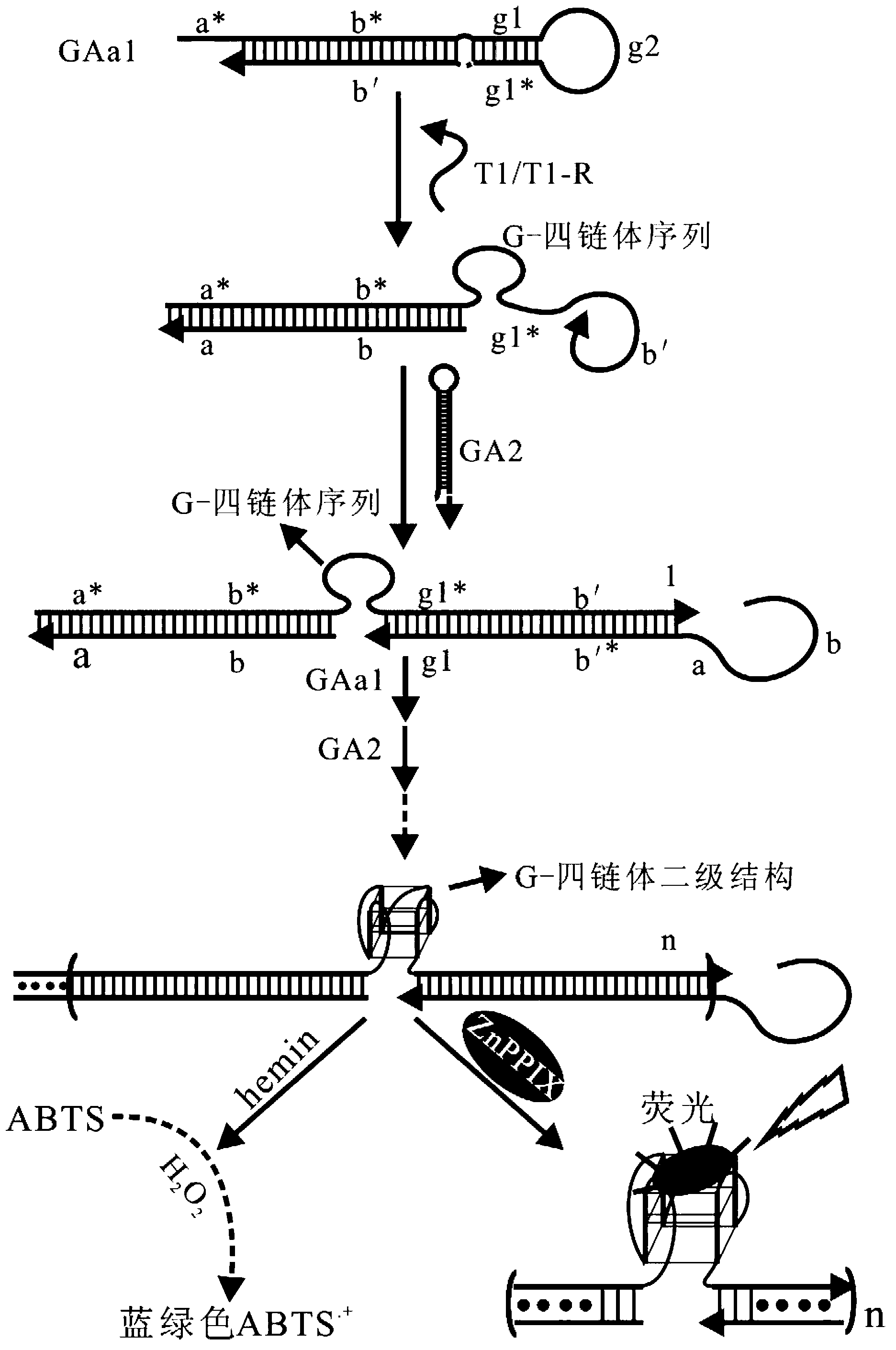 Oligonucleotide probe, and method for detecting target molecule through using it