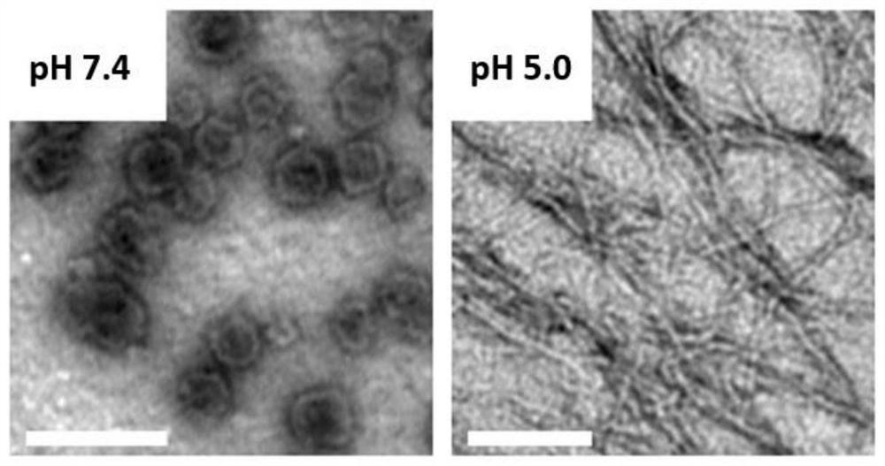A Polypeptide Liposome Capable of Morphological Transformation in Lysosomes of Tumor Cells