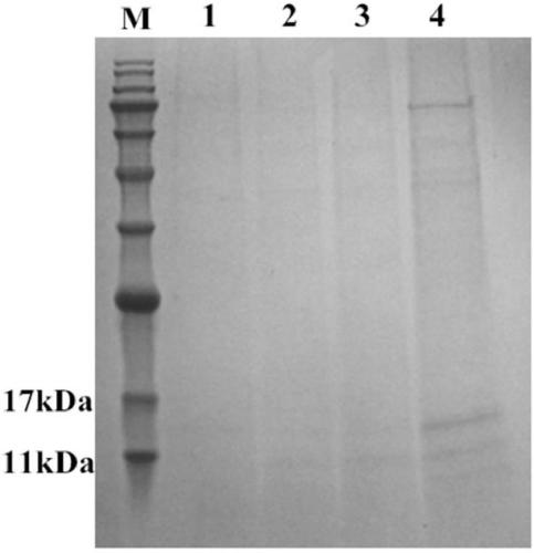 Antibacterial application of a gene hdiv-sarp19-i1 and its recombinant protein