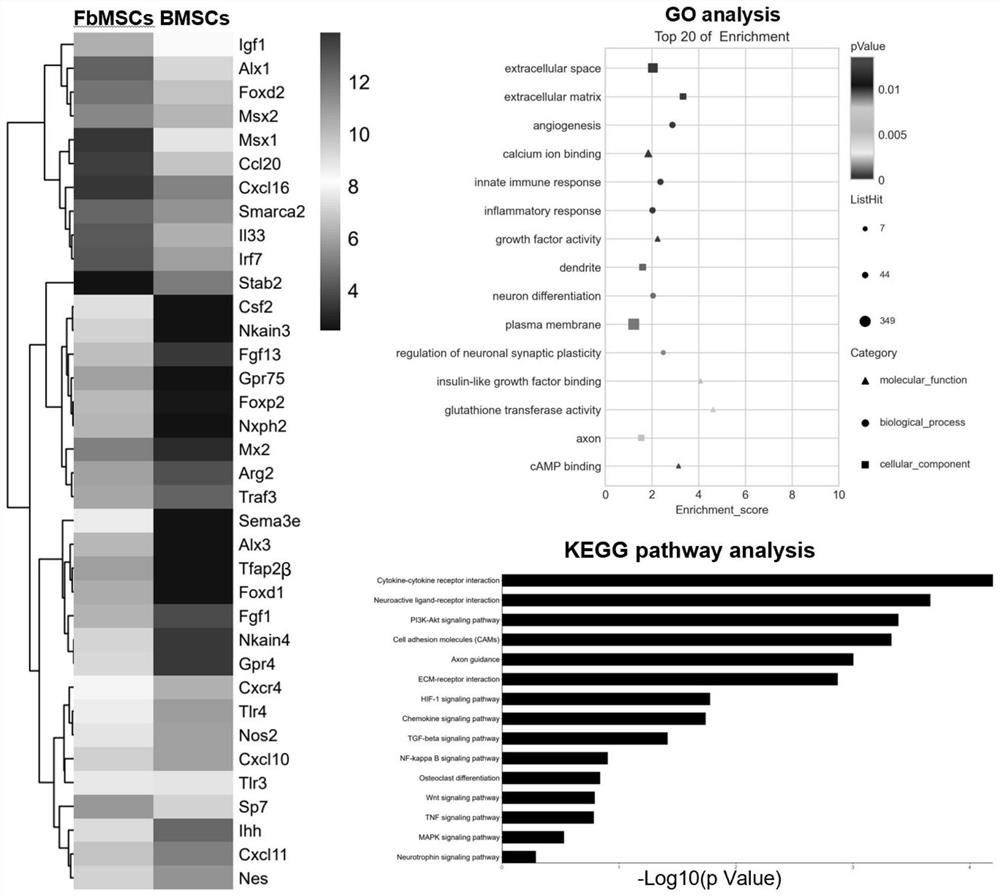 Application of frontal bone mesenchymal stem cells in treatment and/or prevention of animal traumatic brain injury