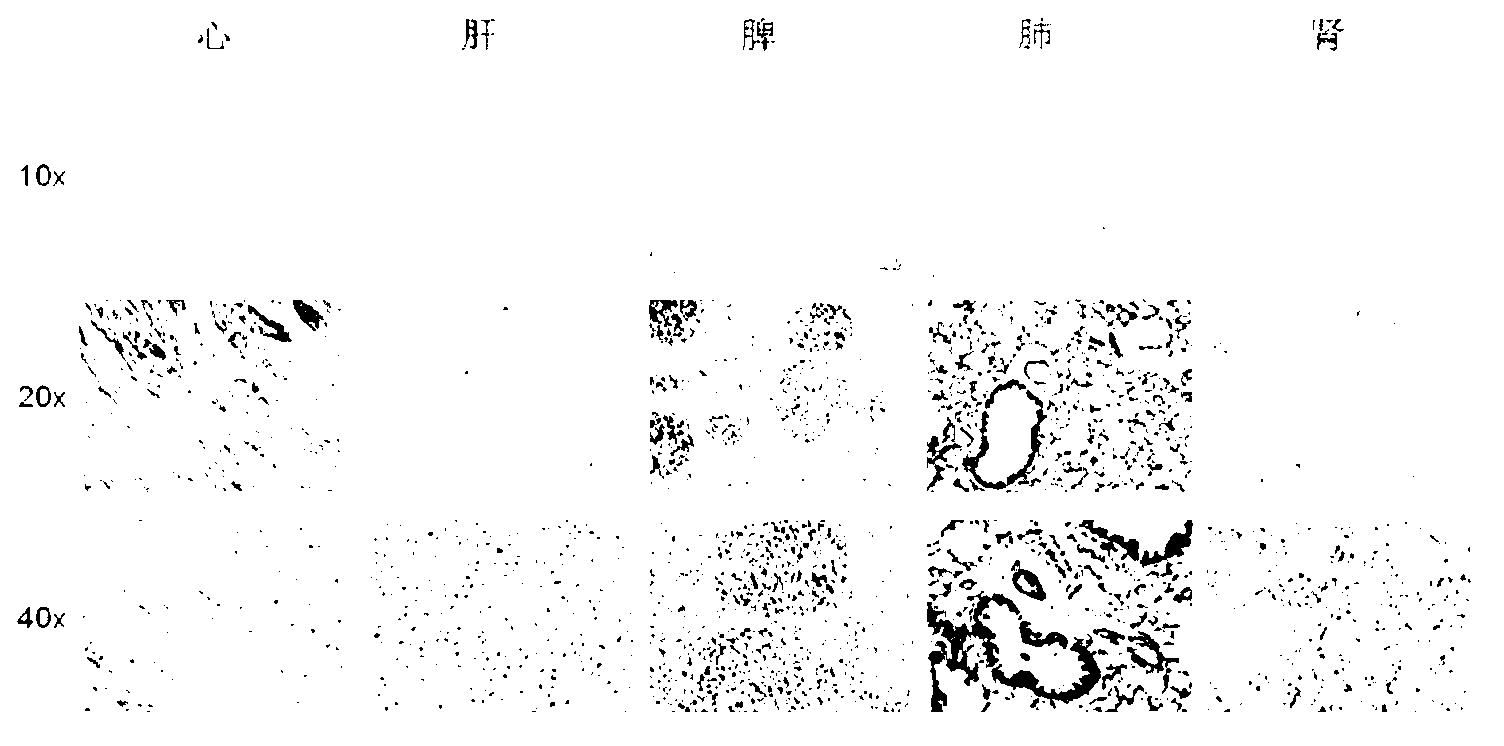 Application of P110 delta mutational inactivated mouse model