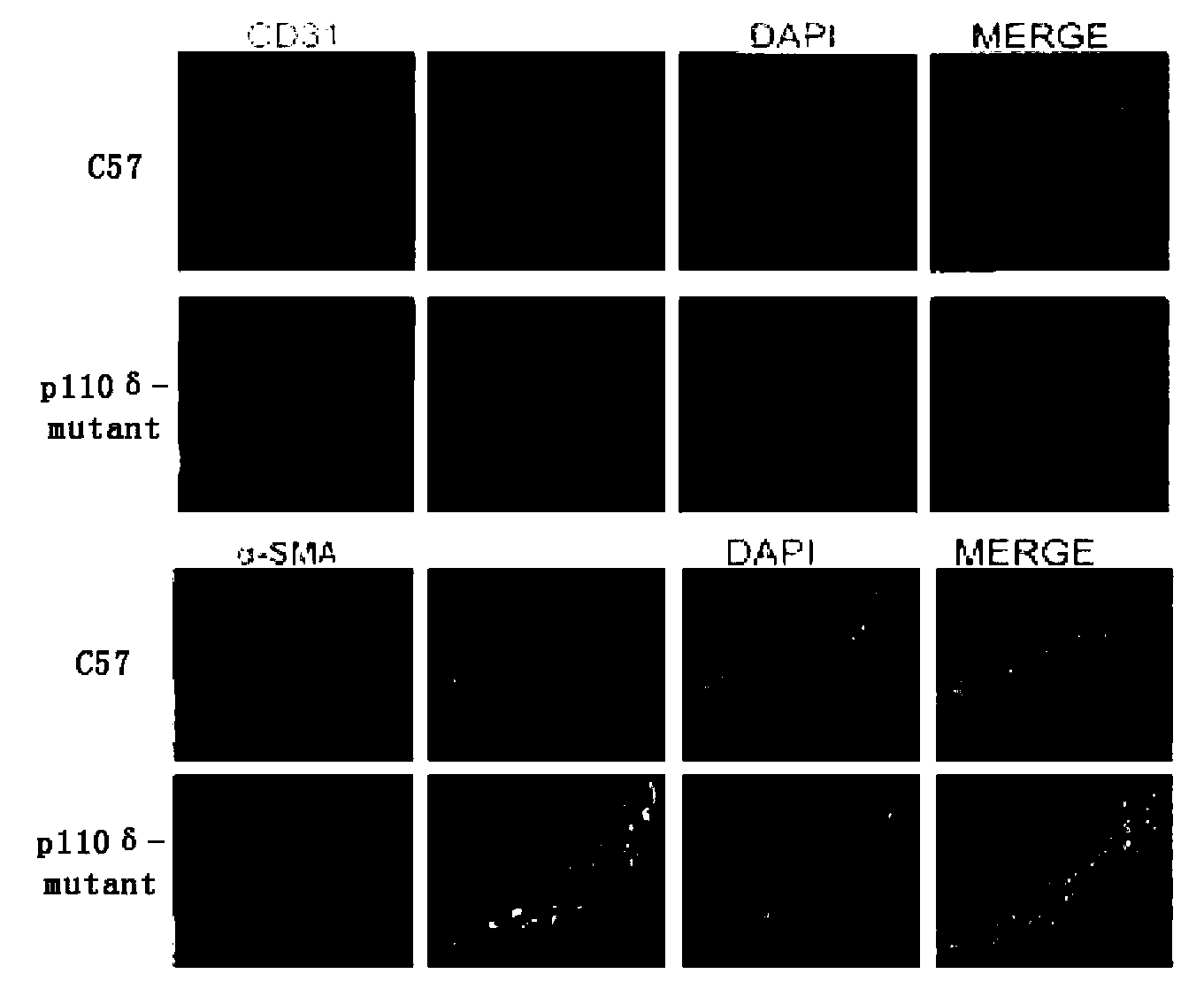 Application of P110 delta mutational inactivated mouse model