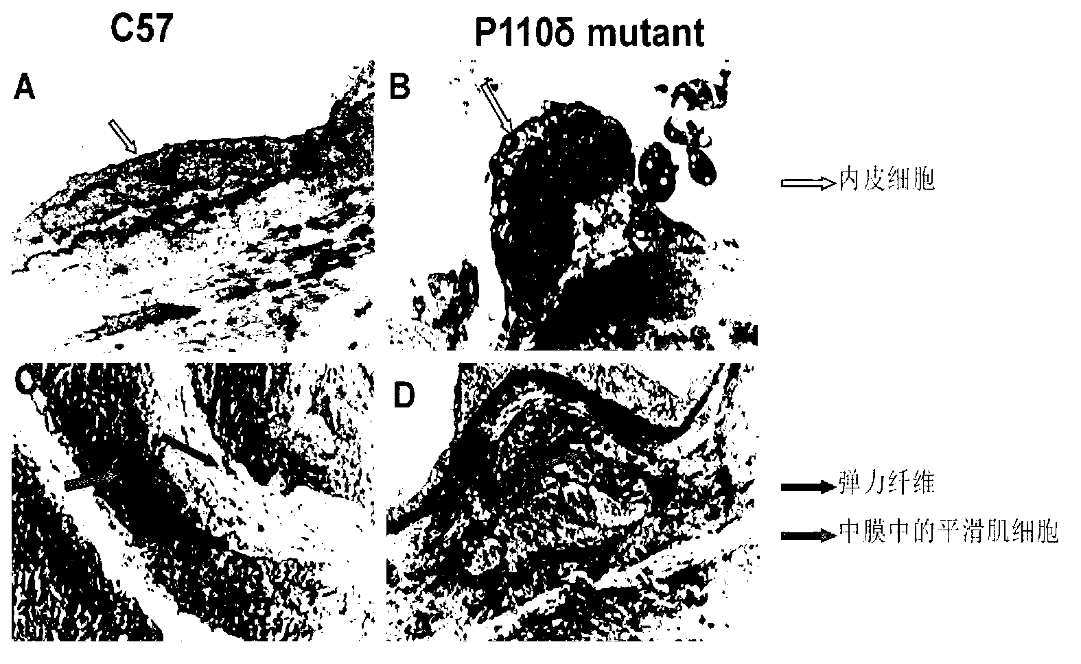 Application of P110 delta mutational inactivated mouse model