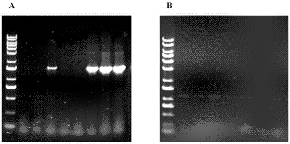 Recombinant vaccinia virus containing genes CCL5 and SSTR2 and preparation method of recombinant vaccinia virus