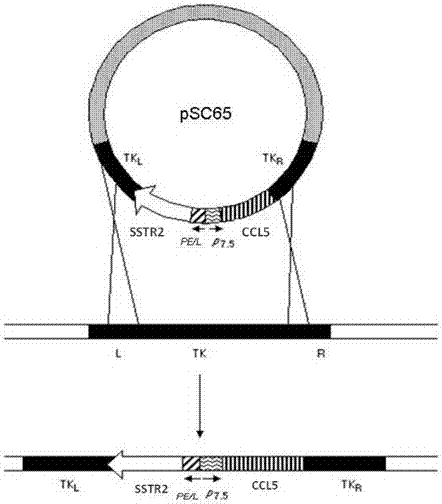 Recombinant vaccinia virus containing genes CCL5 and SSTR2 and preparation method of recombinant vaccinia virus