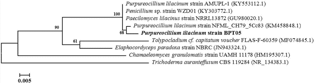 Purpureocillium lilacinum and application thereof