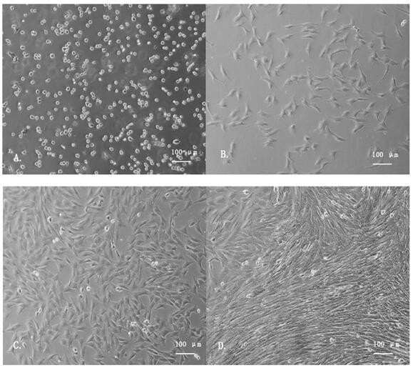 Efficient separation and purification method of sheep skeletal muscle satellite cells