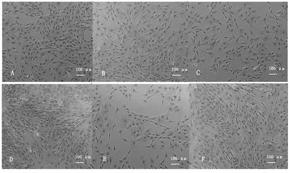 Efficient separation and purification method of sheep skeletal muscle satellite cells