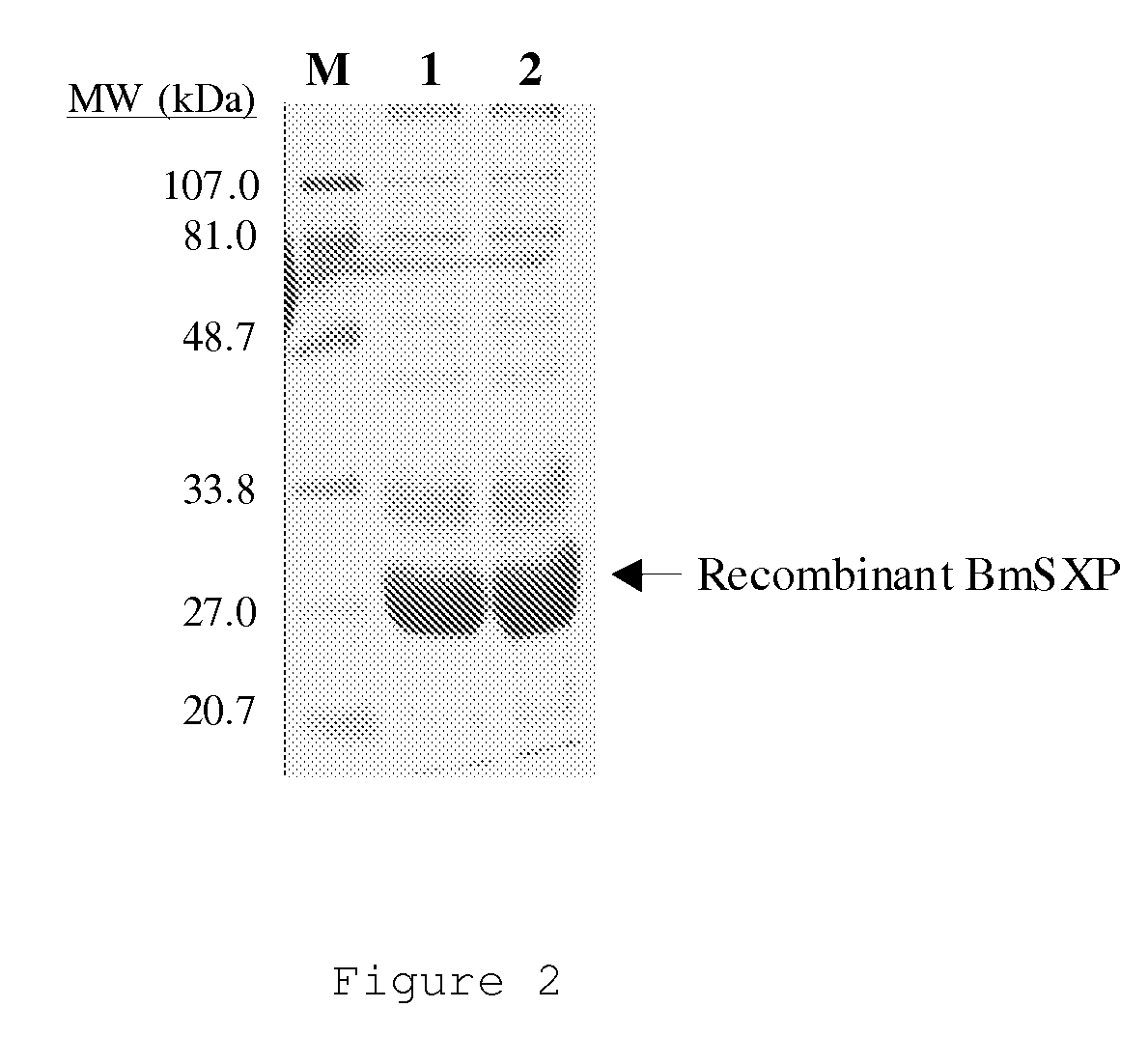 Method for rapid detection of lymphatic filariasis