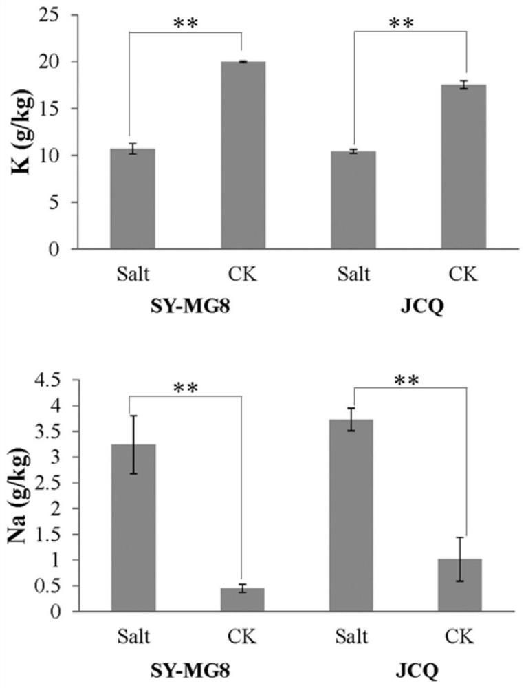 SNP molecular markers linked with rice sodium and potassium ion absorption QTL and application thereof