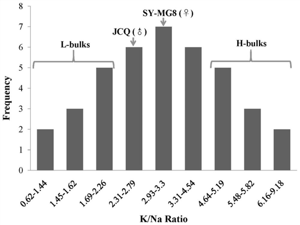 SNP molecular markers linked with rice sodium and potassium ion absorption QTL and application thereof